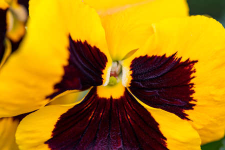 Closeup on pansy flower at sunny day.の写真素材