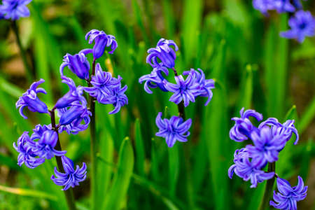 spring purple flowers on green background.Hyacinths close-up, textures.の写真素材