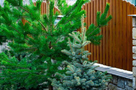 green spruce grows near a wooden fence.の写真素材