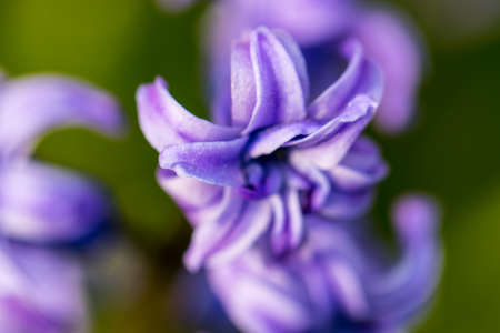 spring purple flowers on green background.Hyacinths close-up, textures.の写真素材