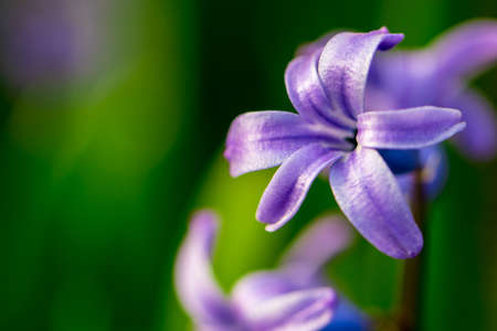 spring purple flowers on green background.Hyacinths close-up, textures. With copy space.