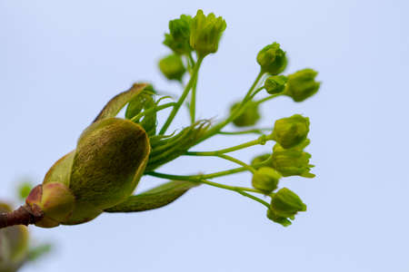a spring Flowering branch against the blue sky backgrounds.の写真素材