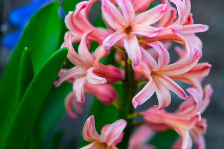 spring pink flowers on green background.Hyacinths close-up, textures.