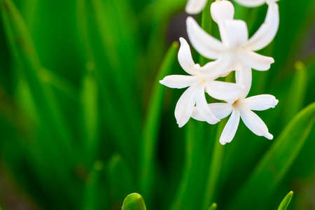 spring white flowers on green background.Hyacinths close-up, textures.の写真素材