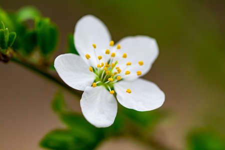 a spring Flowering branch against the blue sky backgrounds.