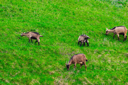 In the summer, a bright sunny day, a family of goats grazing in the meadow.の写真素材
