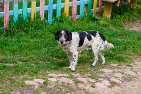 A stray dog standing in the middle of a highway.