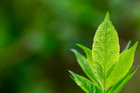 Spring leaves - fresh young spring leaves. Close up.の写真素材