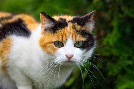 domestic cat staring at the camera, close up.の写真素材