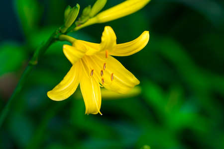 Vibrant yellow lilies in a summer garden.の写真素材