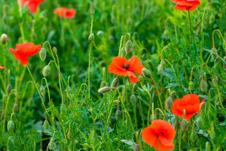 Field of bright red poppy flowers in summer.の写真素材