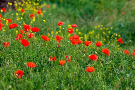 Field of bright red poppy flowers in summer.の写真素材