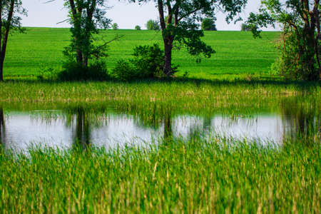 lake and green meadow near the water in sunny day.の写真素材