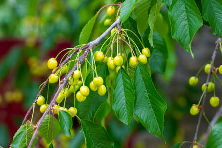 Beautiful cherry green, not yet ripe with green leaves.