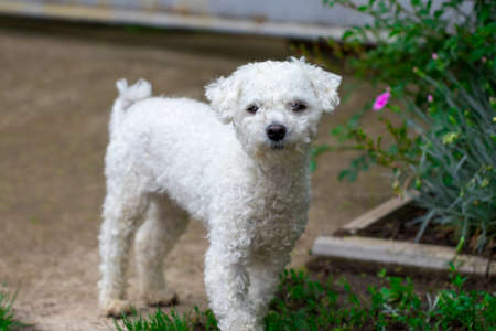 beautiful white curly dog in the garden close-up.の写真素材