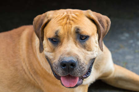 Portrait of happy dog Boerboel, South african mastiff.