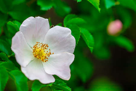 Pink rose hip flower on a bush close-up.の写真素材