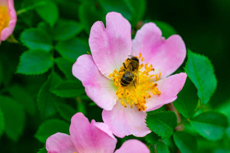 Pink rose hip flower on a bush close-up.の写真素材