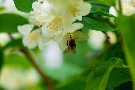 background close up of jasmine flowers in a garden.の写真素材