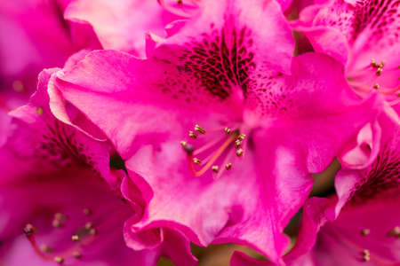 Pink flowers in the garden. Summer background.の写真素材