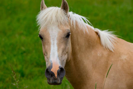 Portrait of beautiful horse on grass background.の写真素材