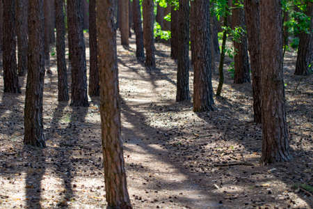 the footpath in the pine forest background.の写真素材