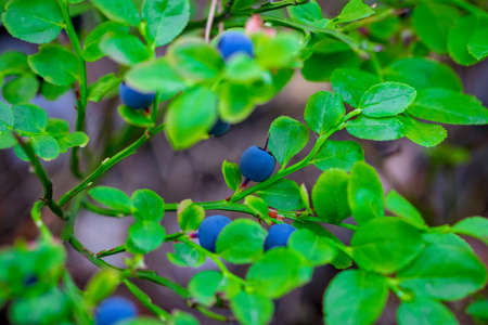 Bush of a ripe bilberry in the summer closeup.の写真素材