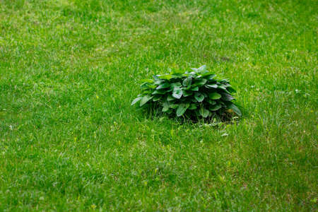 close up shrubs and green lawns, landscape design.