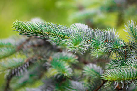 green prickly branches of a fur-tree or pine.
