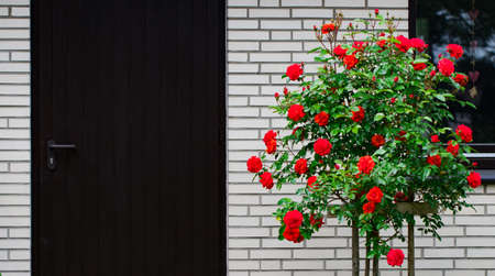 Romantic yard with door surrounded by roses.の写真素材