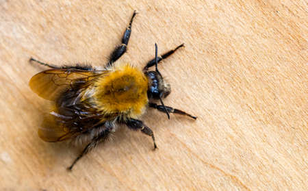 The Bumblebee or Bumble Bee (Bombus terrestris) is important pollinator of both crops and...