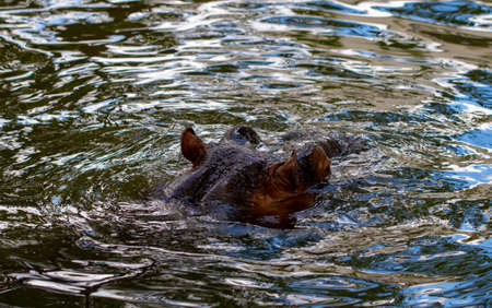 Behemoth completely bathed in the river at the level of the water on a hot sunny summer day. The...