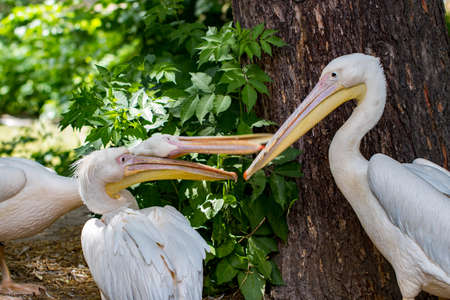 great white pelican,Pelecanus onocrotalus also known as the eastern white pelican, rosy pelican or white pelican is a bird in the pelican family.