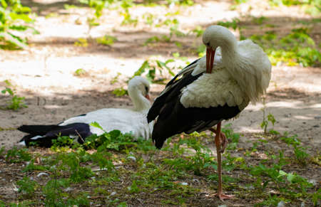 The White stork (Ciconia ciconia). In a zoo
.の写真素材
