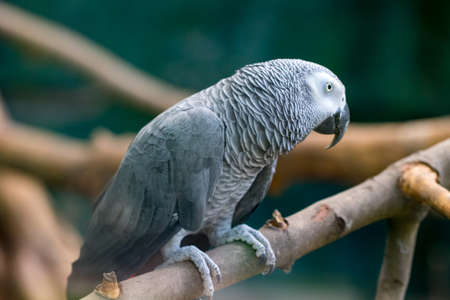 An African Grey Parrot sitting in a wooden branches.の写真素材