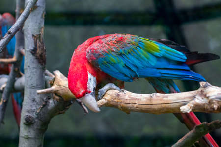 Portrait of colorful Scarlet Macaw parrot against wooden branches background.