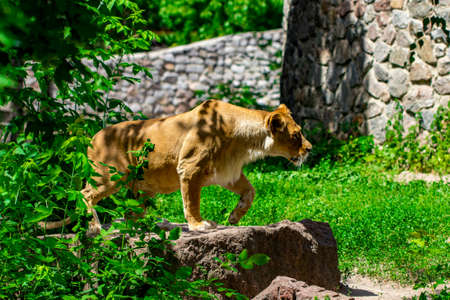 lioness in the grassの写真素材