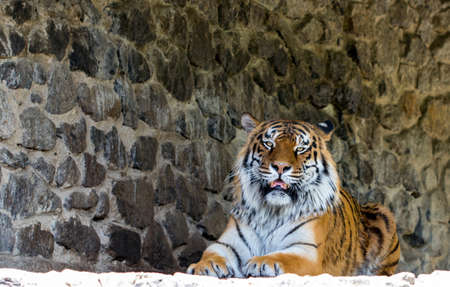 Close-up of a beautiful tiger, looking at the camera against the stone wall. With space for text.の写真素材