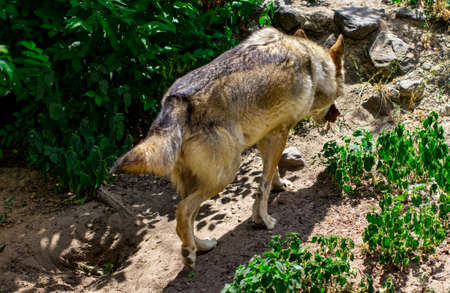 The gray wolf  is running on the forest.