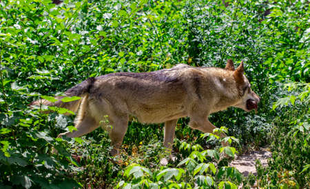 The gray wolf  is running on the forest.