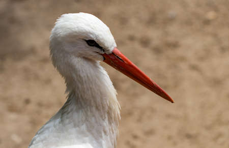 The White stork (Ciconia ciconia). In a zoo.の写真素材