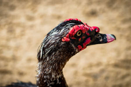 The duck with red eyebrows and headの写真素材