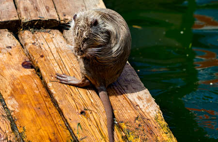 The Muskrat (Ondatra zibethica) in the springの写真素材