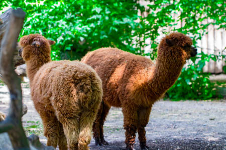 Portrait of two brown alpacas looking in the camera in a green field on a sunny summer day.の写真素材