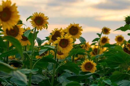field of blooming sunflowers on a background sunset.