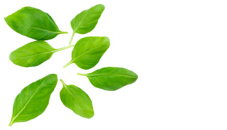 Fresh green basil herb leaves isolated on white background.の写真素材