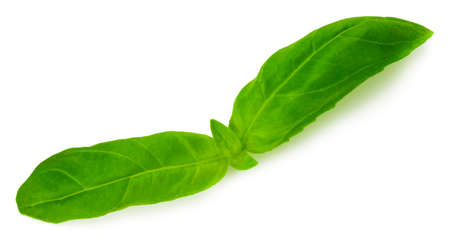 Fresh green basil herb leaves isolated on white background.の写真素材