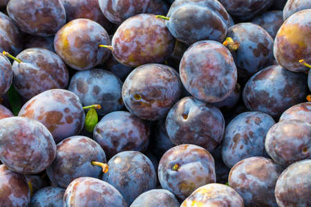 Topview background from organic Plums or damson, own garden or market.の写真素材