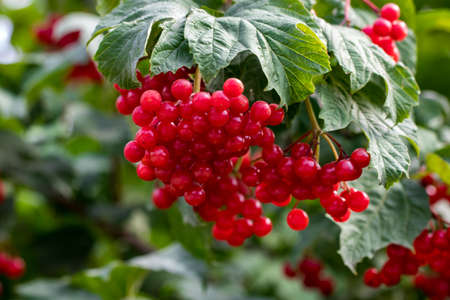 Red viburnum (viburnum opulus) closeup in the garden.の写真素材