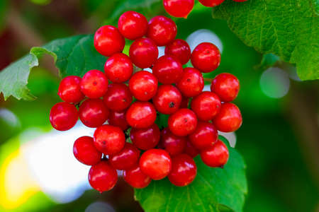 Red viburnum (viburnum opulus) closeup in the garden.の写真素材